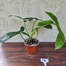 Load image into Gallery viewer, #18 Philodendron 69686 - &#39;Big Ears&#39;