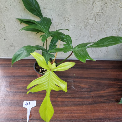 #41 Philodendron Florida Ghost - NON TC