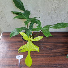 Load image into Gallery viewer, #41 Philodendron Florida Ghost - NON TC