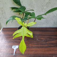 Load image into Gallery viewer, #41 Philodendron Florida Ghost - NON TC