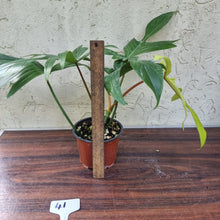 Load image into Gallery viewer, #41 Philodendron Florida Ghost - NON TC
