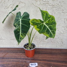 Load image into Gallery viewer, #903 Frydek Alocasia - Variegated Alocasia Micholitziana