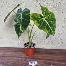 Load image into Gallery viewer, #903 Frydek Alocasia - Variegated Alocasia Micholitziana