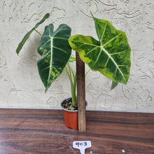Load image into Gallery viewer, #903 Frydek Alocasia - Variegated Alocasia Micholitziana