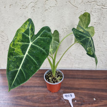 Load image into Gallery viewer, #903 Frydek Alocasia - Variegated Alocasia Micholitziana