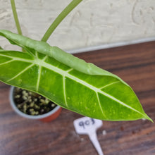 Load image into Gallery viewer, #903 Frydek Alocasia - Variegated Alocasia Micholitziana