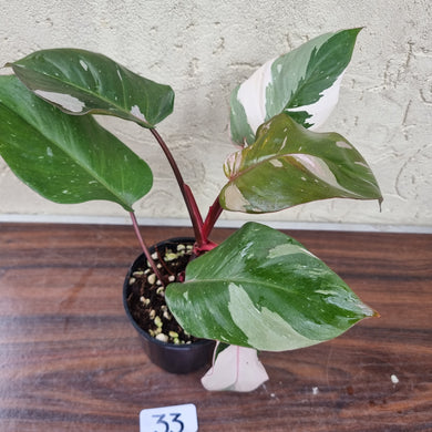 #33 Philodendron Pink Princess