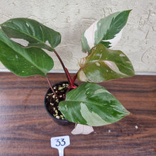 Load image into Gallery viewer, #33 Philodendron Pink Princess