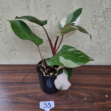 Load image into Gallery viewer, #33 Philodendron Pink Princess