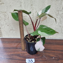 Load image into Gallery viewer, #33 Philodendron Pink Princess