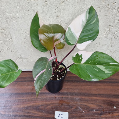 #A1 Philodendron Pink Princess
