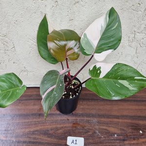 #A1 Philodendron Pink Princess