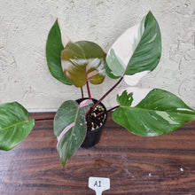 Load image into Gallery viewer, #A1 Philodendron Pink Princess