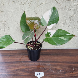 #A1 Philodendron Pink Princess