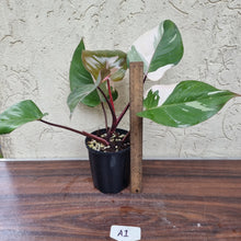 Load image into Gallery viewer, #A1 Philodendron Pink Princess