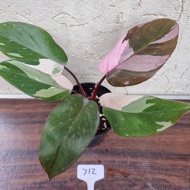 #712 Philodendron Pink Princess
