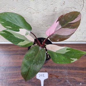 #712 Philodendron Pink Princess