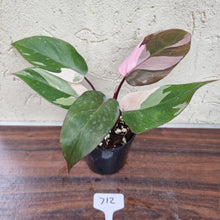Load image into Gallery viewer, #712 Philodendron Pink Princess
