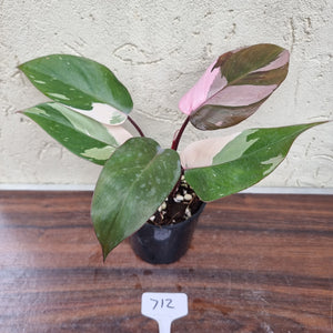 #712 Philodendron Pink Princess
