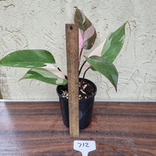 Load image into Gallery viewer, #712 Philodendron Pink Princess
