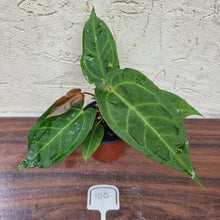 Load image into Gallery viewer, #100 Anthurium Hawaiian x