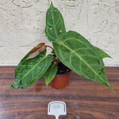 #100 Anthurium Hawaiian x