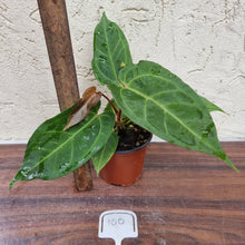 Load image into Gallery viewer, #100 Anthurium Hawaiian x