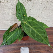 Load image into Gallery viewer, #100 Anthurium Hawaiian x
