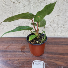 Load image into Gallery viewer, #100 Anthurium Hawaiian x
