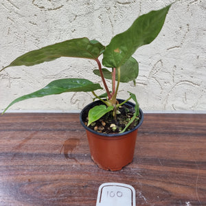 #100 Anthurium Hawaiian x