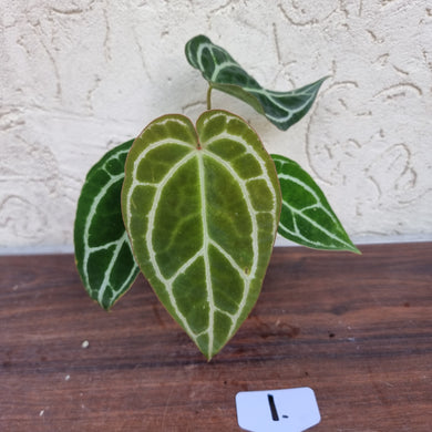 #1 Anthurium  Crystallinum x