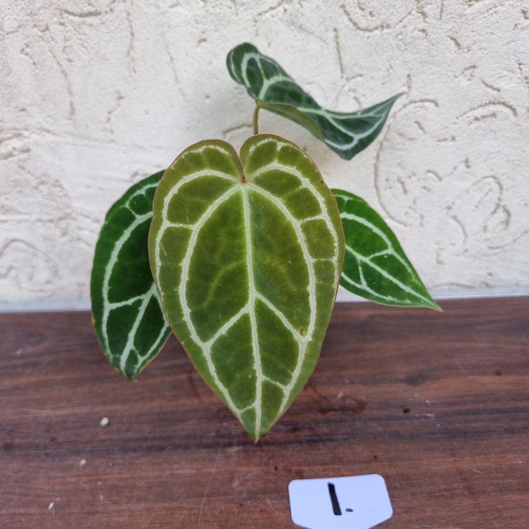#1 Anthurium  Crystallinum x