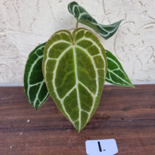 Load image into Gallery viewer, #1 Anthurium  Crystallinum x