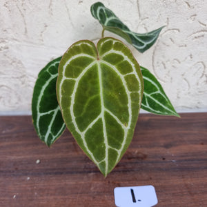 #1 Anthurium  Crystallinum x