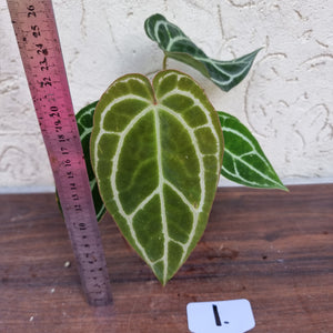 #1 Anthurium  Crystallinum x