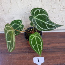 Load image into Gallery viewer, #1 Anthurium  Crystallinum x