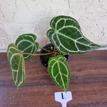 Load image into Gallery viewer, #1 Anthurium  Crystallinum x