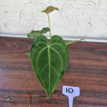 Load image into Gallery viewer, #10 Anthurium &#39;Dark Night&#39;