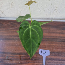 Load image into Gallery viewer, #10 Anthurium &#39;Dark Night&#39;