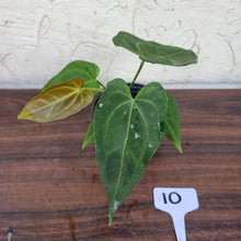 Load image into Gallery viewer, #10 Anthurium &#39;Dark Night&#39;