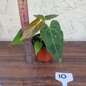#10 Anthurium 'Dark Night'