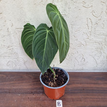 Load image into Gallery viewer, #B Large Philodendron Melanochrysum
