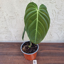 Load image into Gallery viewer, #B Large Philodendron Melanochrysum