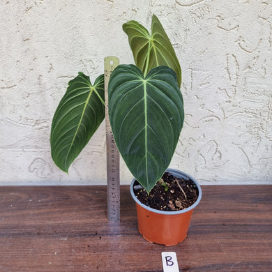 #B Large Philodendron Melanochrysum