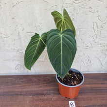 Load image into Gallery viewer, #B Large Philodendron Melanochrysum