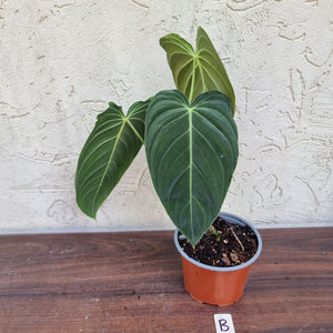 #B Large Philodendron Melanochrysum