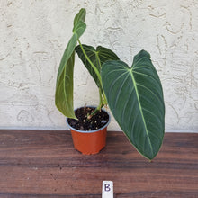 Load image into Gallery viewer, #B Large Philodendron Melanochrysum