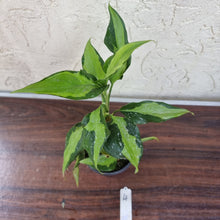Load image into Gallery viewer, #4 Aglaonema Shingii