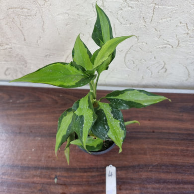 #4 Aglaonema Shingii