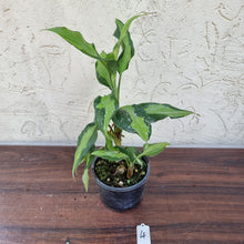 Load image into Gallery viewer, #4 Aglaonema Shingii